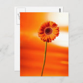 Een mooie bloem in de zomer briefkaart (Voorkant / Achterkant)