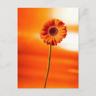 Een mooie bloem in de zomer briefkaart