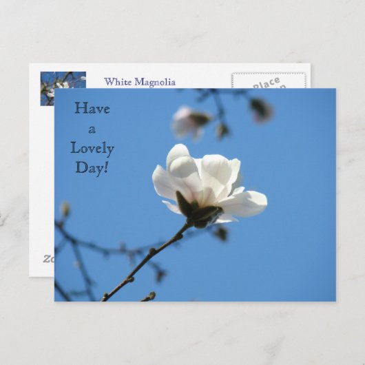 Een mooie dag! briefkaart White Magnolia Spring (Voorkant / Achterkant)