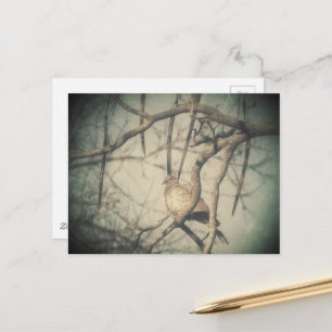 Een mooie Dove Vintage Look fotografie Briefkaart