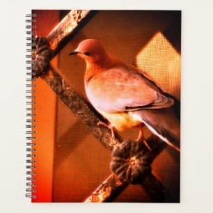 Een mooie duif planner