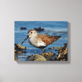 Een mooie Dunlin Goes Solo Canvas Afdruk