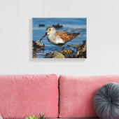 Een mooie Dunlin Goes Solo Canvas Afdruk (Insitu (Woonkamer))