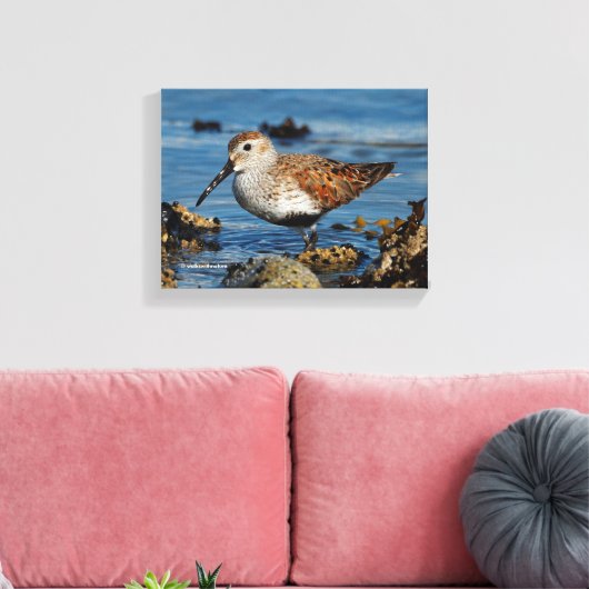 Een mooie Dunlin Goes Solo Canvas Afdruk (Insitu (Woonkamer))