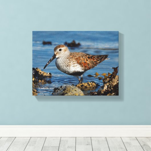 Een mooie Dunlin Goes Solo Canvas Afdruk (Insitu (Houten vloer))