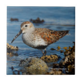 Een mooie Dunlin Goes Solo Tegeltje (Voorkant)