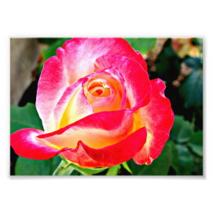 Een mooie foto van Rozen Foto Afdruk