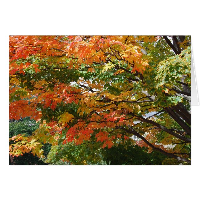 Een mooie herfstdag in Salem, MA (Voorkant Horizontaal)