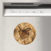 Een mooie Marsh Wren in-Waar anders? - De Marsh Magneet (Insitu (Vaatwasser))