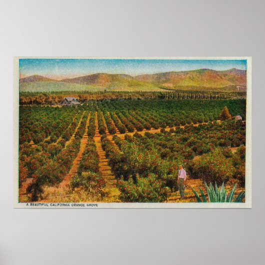 Een mooie Oranje GroveState Poster (Voorkant)
