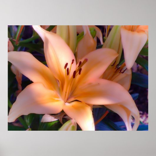 Een mooie Oranje Lily Poster (Voorkant)