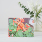 Een mooie oranje Salvia bloom Briefkaart (Staand voorkant)