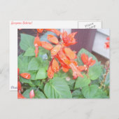 Een mooie oranje Salvia bloom Briefkaart (Voorkant / Achterkant)