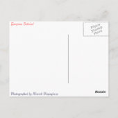 Een mooie oranje Salvia bloom Briefkaart (Achterkant)