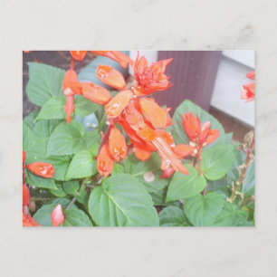 Een mooie oranje Salvia bloom Briefkaart
