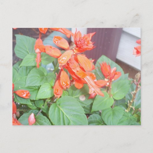 Een mooie oranje Salvia bloom Briefkaart (Voorkant)