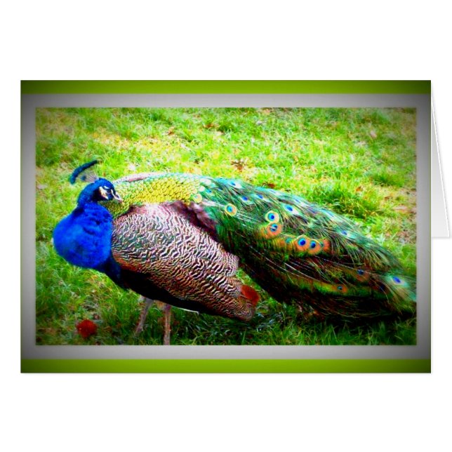 Een mooie PeaCock (Voorkant Horizontaal)