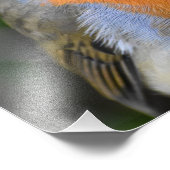 Een mooie Rode Breast Foto Afdruk (Hoek)