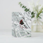 Een mooie rode kardinaal in de Struiken bedekt met Briefkaart (Staand voorkant)