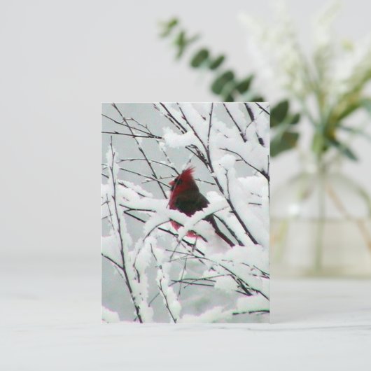 Een mooie rode kardinaal in de Struiken bedekt met Briefkaart (Staand voorkant)