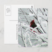 Een mooie rode kardinaal in de Struiken bedekt met Briefkaart (Voorkant / Achterkant)