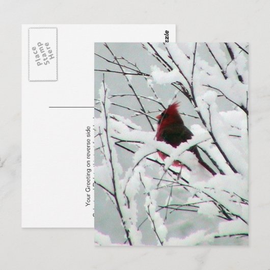Een mooie rode kardinaal in de Struiken bedekt met Briefkaart (Voorkant / Achterkant)