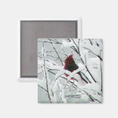 Een mooie rode kardinaal in de Struiken bedekt met Magneet (Voorkant / Achterkant)