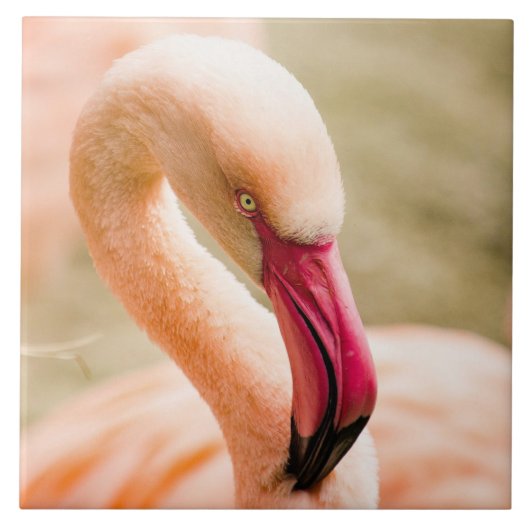 Een mooie roze flamingo tegeltje (Voorkant)