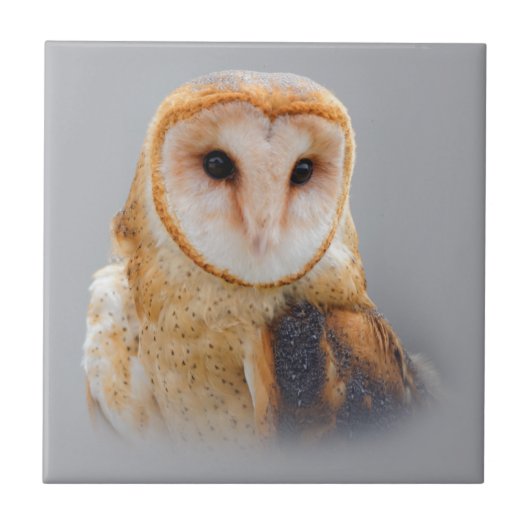 Een mooie Serene Barn Owl Tegeltje (Voorkant)