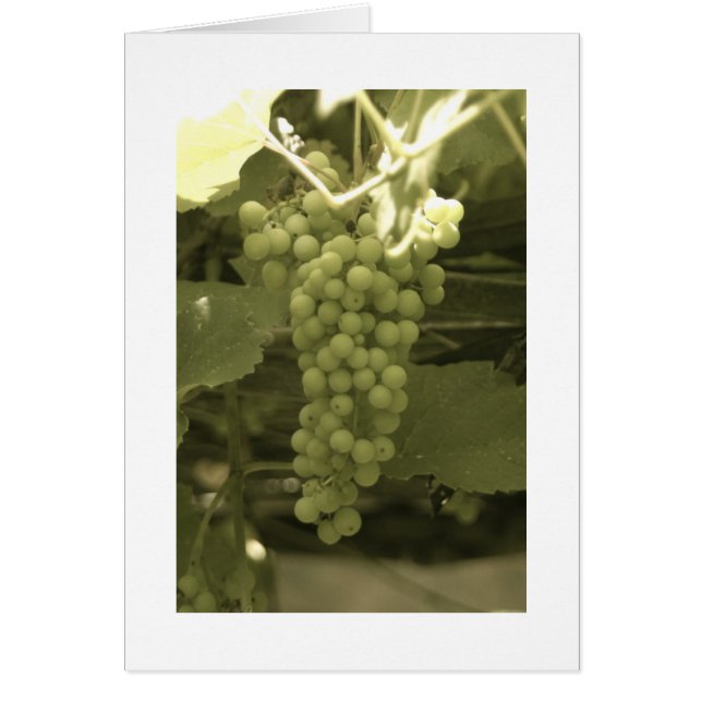 Een mooie stelletje druiven (Voorkant)