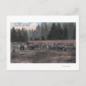 Een Mule Team in Camp Lewis Briefkaart (Voorkant)