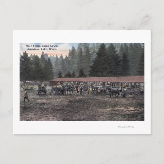 Een Mule Team in Camp Lewis Briefkaart (Voorkant)