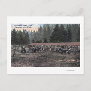 Een Mule Team in Camp Lewis Briefkaart