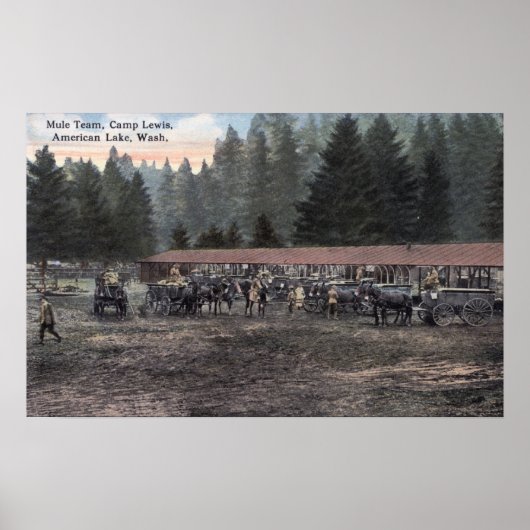 Een Mule Team in Camp Lewis Poster (Voorkant)