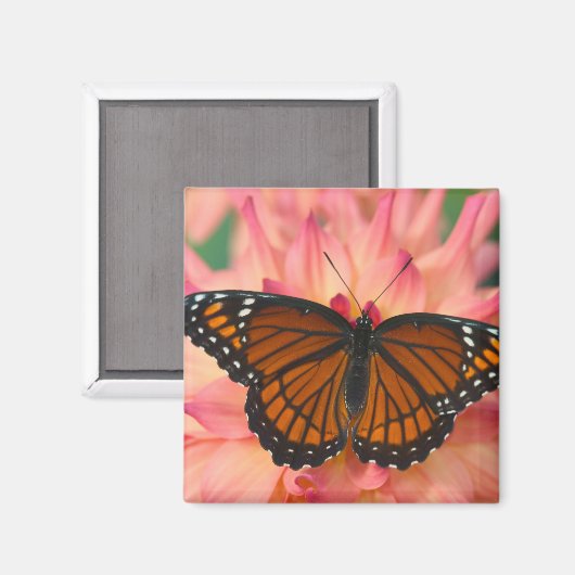 Een nabootsing van de monboogvlinder magneet (Voorkant / Achterkant)