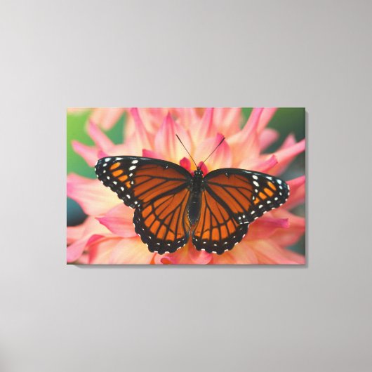 Een Nachaapster van de monarchvlinder Canvas Afdruk (Voorkant)