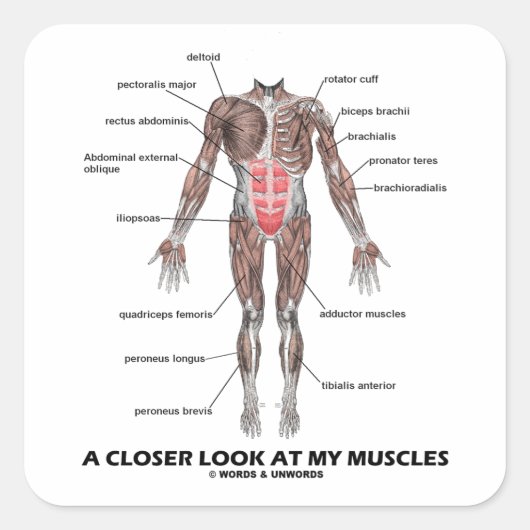 Een nadere blik op mijn spieren (anatomie/anatomie vierkante sticker (Voorkant)