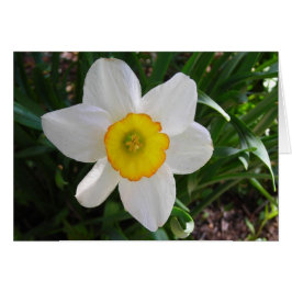 Een narcis schoonheid