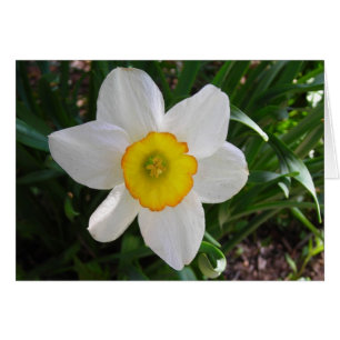 Een narcis schoonheid