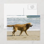 Een natte hond op het strand. briefkaart (Voorkant / Achterkant)