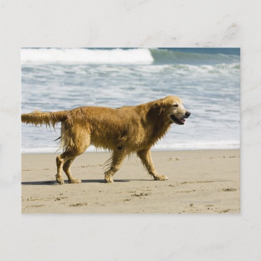 Een natte hond op het strand. briefkaart (Voorkant)