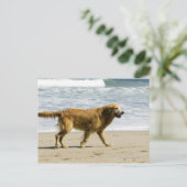 Een natte hond op het strand. briefkaart (Staand voorkant)