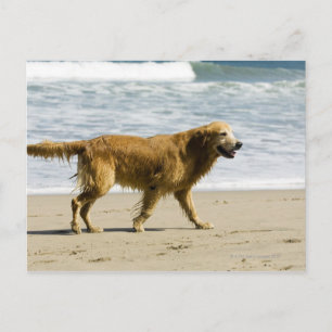 Een natte hond op het strand. briefkaart