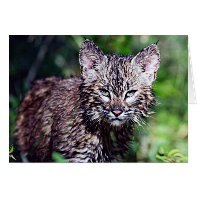 Een natte kleine Bobcat Kitten (Voorkant Horizontaal)