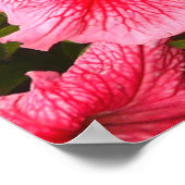 Een natuur foto is een mooie petunia bloem. Plan Poster (Hoek)
