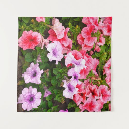 Een natuur foto is een mooie petunia bloem. Plan Wandkleed (Voorkant (horizontaal))