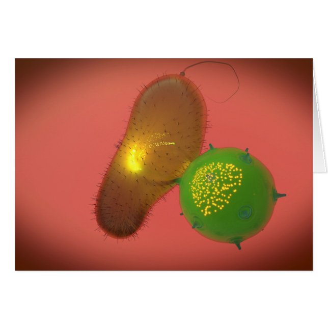 Een natuurlijke Killer Cell injecteert toxine (Voorkant Horizontaal)