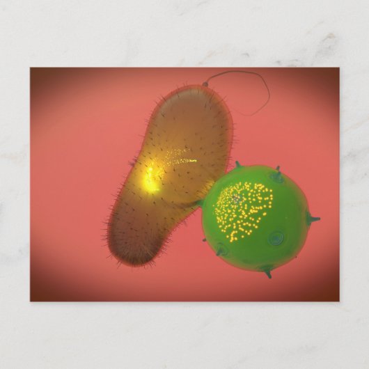 Een natuurlijke Killer Cell injecteert toxine Briefkaart (Voorkant)