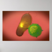 Een natuurlijke Killer Cell injecteert toxine Poster (Voorkant)