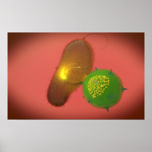 Een natuurlijke Killer Cell injecteert toxine Poster